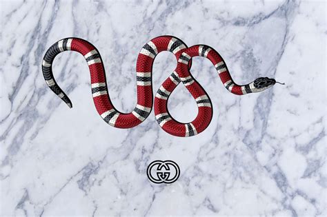 snake gucci wallpaper|gucci wallpaper desktop.